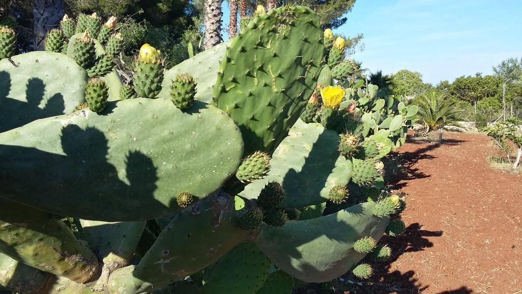 Tenuta Terenzano Torre San Giovanni Ugento Dış mekan fotoğraf
